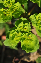 Euphorbia helioscopia