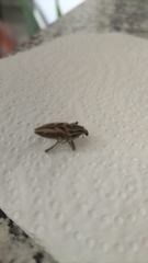 Coniocleonus excoriatus