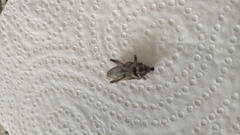 Coniocleonus excoriatus