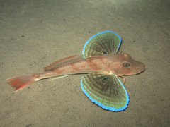 Chelidonichthys lucerna