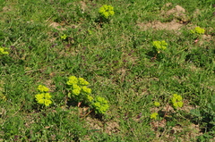 Euphorbia helioscopia