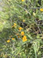 Amsinckia spectabilis