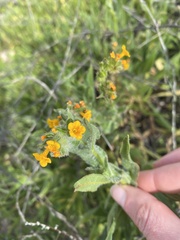 Amsinckia spectabilis