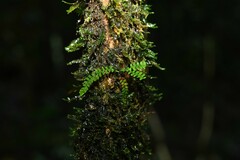 Lellingeria suspensa