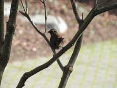 Melospiza melodia morphna