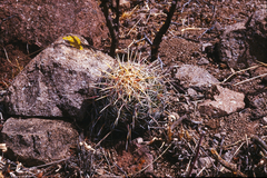 Thelocactus bicolor