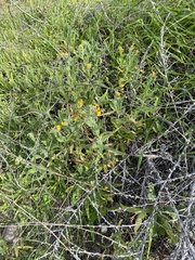 Amsinckia spectabilis