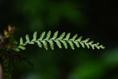 Lellingeria suspensa