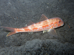 Mullus barbatus