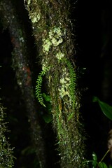 Lellingeria suspensa