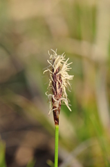 Carex montana