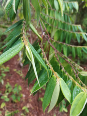 Matayba oppositifolia