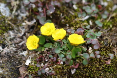 Ranunculus sulphureus