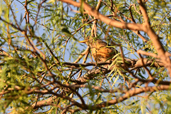 Turdus olivaceus olivaceus