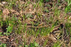 Carex montana