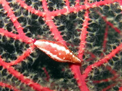 Simnia spelta