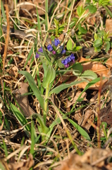 Pulmonaria angustifolia