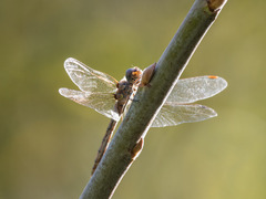 Sympetrum nigrifemur