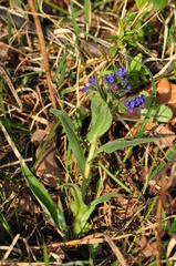Pulmonaria angustifolia