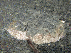 Uranoscopus scaber