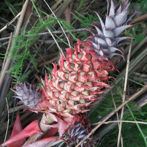 Ananas comosus
