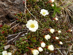 Diapensia