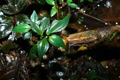 Macrocentrum fasciculatum