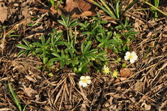 Potentilla alba