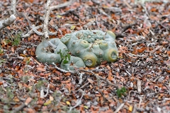 Lophophora williamsii