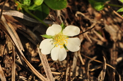 Potentilla alba