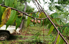 Matayba oppositifolia