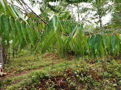 Matayba oppositifolia