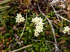 Kalmia procumbens