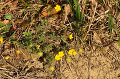 Potentilla heptaphylla