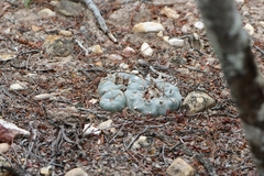 Lophophora williamsii