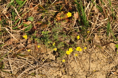 Potentilla heptaphylla