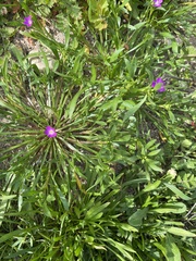 Calandrinia menziesii