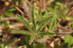 Potentilla heptaphylla