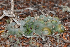 Lophophora williamsii