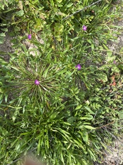 Calandrinia menziesii