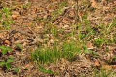 Carex montana