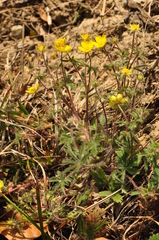 Potentilla heptaphylla