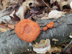 Trametes cinnabarina