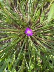 Calandrinia menziesii