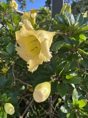 Solandra grandiflora