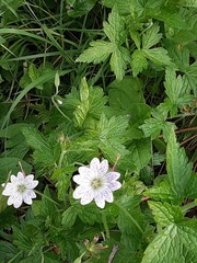 Geranium versicolor