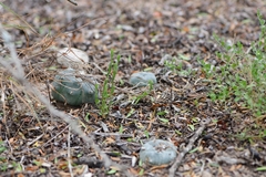 Lophophora williamsii