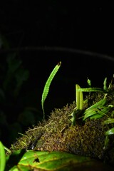 Microgramma lycopodioides