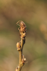 Quercus cerris