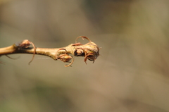 Quercus cerris